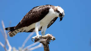 Osprey Feastingon Fish Wallpaper