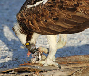 Osprey Feedingon Fish Wallpaper