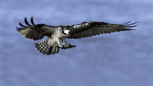 Osprey In Flight With Catch.jpg Wallpaper