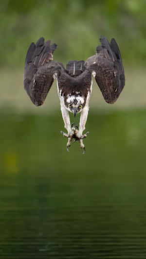 Osprey In Flight With Prey Wallpaper