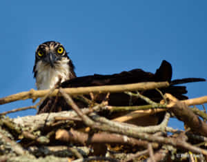 Osprey In Nest Stare Down.jpg Wallpaper