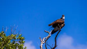 Osprey On Tree Everglades National Park Wallpaper