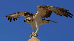 Osprey Perchedand Readyto Fly Wallpaper