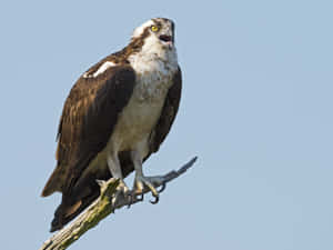 Osprey Perchedand Vocalizing Wallpaper