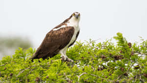 Osprey Perchedin Greenery Wallpaper