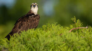 Osprey Perchedin Greenery Wallpaper