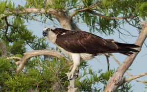 Osprey Perchedin Tree Wallpaper