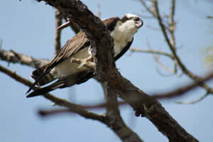 Osprey Perchedin Tree Wallpaper