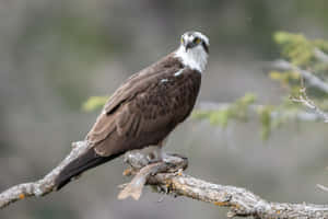 Osprey Perchedon Branch Wallpaper