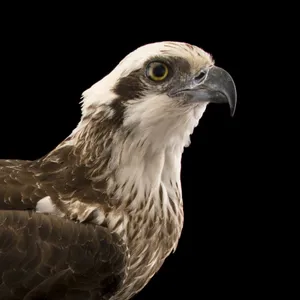 Osprey Portrait Black Background Wallpaper