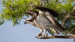 Osprey Preparingfor Takeoff Wallpaper