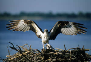 Osprey Spreading Wingsin Nest Wallpaper