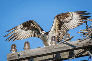 Osprey Spreading Wingson Perch Wallpaper