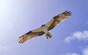 Ospreyin Flight Against Blue Sky Wallpaper