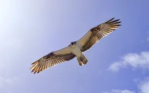 Ospreyin Flight Against Blue Sky Wallpaper