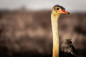 Ostrich Portraitin Natural Habitat.jpg Wallpaper