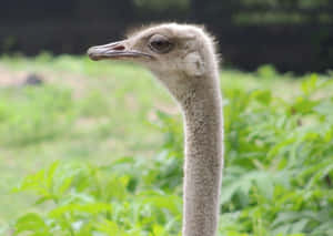 Ostrich Profile Portrait Wallpaper