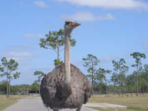 Ostrich Standing Tall Outdoors.jpg Wallpaper