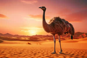 Ostrichin Desert Sunset Wallpaper