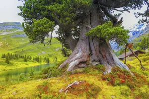 Outdoor Gigantic Tree Wallpaper