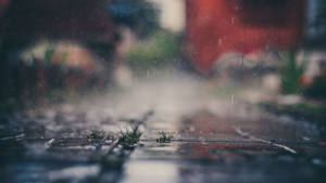 Outdoor Rainy Shot Wallpaper