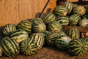 Outdoor Watermelon Pile Wallpaper