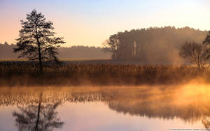 Outlook Of Vast Forest Sunset Wallpaper