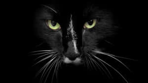 Overt Black Cat Wallpaper