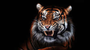 Overt Orange Tiger Wallpaper