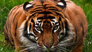 Overt Tiger Prepared Wallpaper