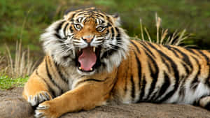 Overt Tiger Sitting Wallpaper