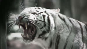 Overt White Tiger Wallpaper