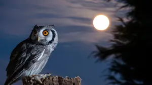 Owl And Moon Night Hd Desktop Wallpaper