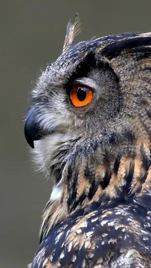 Owl Phone - Take Control Of Your Calls Wallpaper