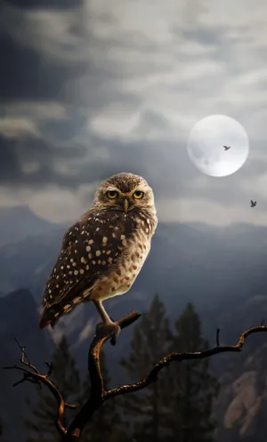 Owl Sitting On A Branch With A Full Moon Behind It Wallpaper