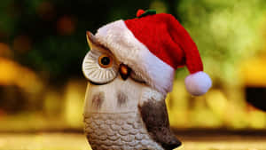 Owl Wearing Christmas Hat Wallpaper