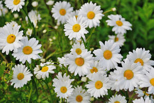 Ox Eye Shasta Daisy Flowers Wallpaper