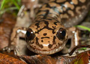 Pacific Giant Salamander Closeup Wallpaper