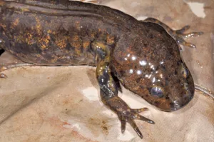 Pacific Giant Salamander Closeup Wallpaper