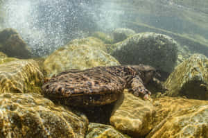 Pacific Giant Salamander Underwater Wallpaper