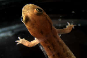 Pacific Giant Salamander Up Close Wallpaper