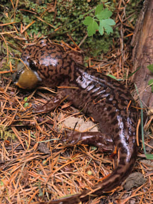 Pacific Giant Salamanderin Habitat.jpg Wallpaper