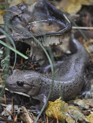 Pacific Giant Salamanderin Habitat.jpg Wallpaper