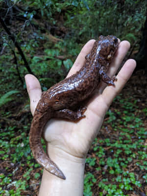 Pacific Giant Salamanderin Hand.jpg Wallpaper