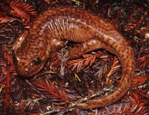 Pacific Giant Salamanderin Natural Habitat.jpg Wallpaper