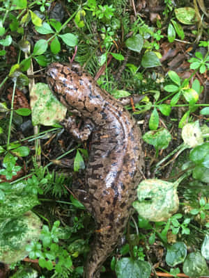 Pacific Giant Salamanderin Natural Habitat.jpg Wallpaper