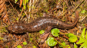 Pacific Giant Salamanderin Natural Habitat.jpg Wallpaper