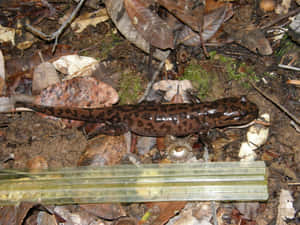 Pacific Giant Salamanderin Natural Habitat Wallpaper