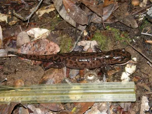 Pacific Giant Salamanderin Natural Habitat Wallpaper