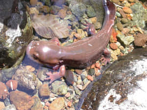 Pacific Giant Salamanderin Streambed Wallpaper